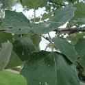 Populus alba feuille